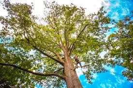 Best Stump Grinding and Removal  in Fulton, TX