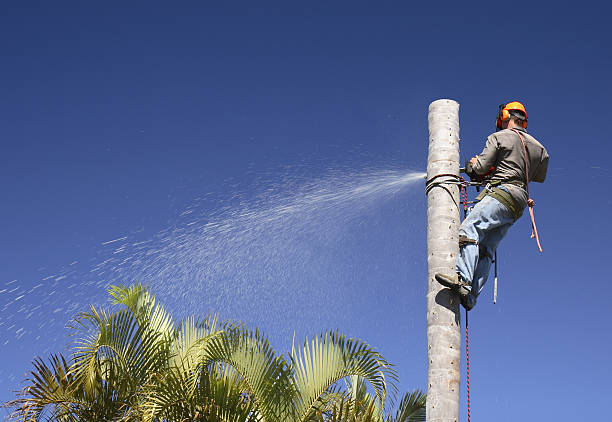 How Our Tree Care Process Works  in  Fulton, TX